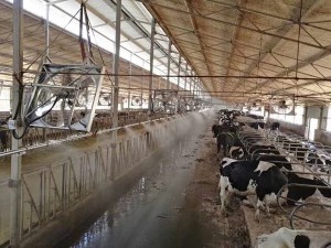 牛舍茄子视频黄色下载案例